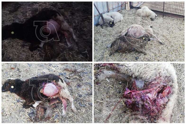 Ovejas muertas durante el ataque de esta madrugada (Foto TA)